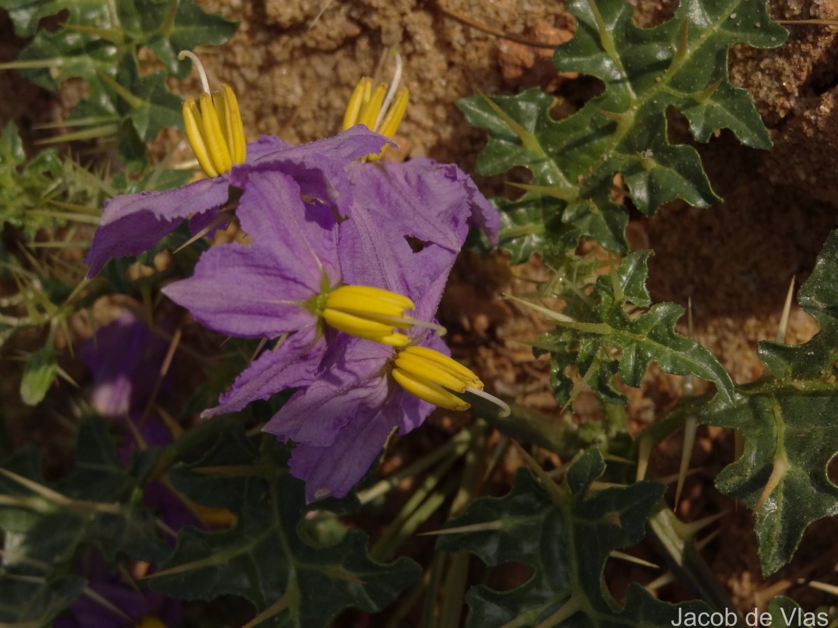 Solanum virginianum L.